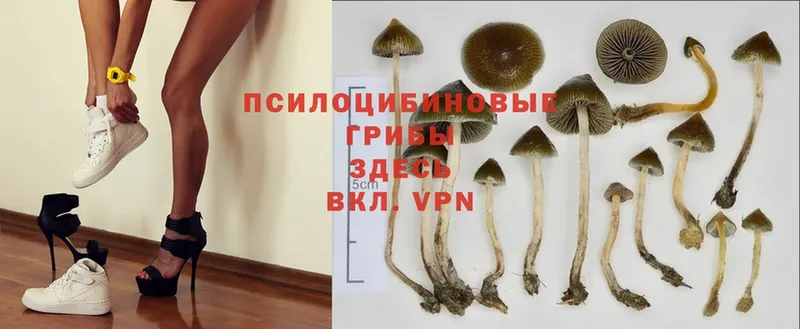 Галлюциногенные грибы MAGIC MUSHROOMS  сколько стоит  Арсеньев 